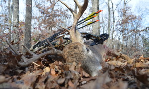 10 point buck archery copy 2n 1megabjpg