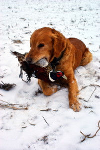 "Doc" with his first pheasant.